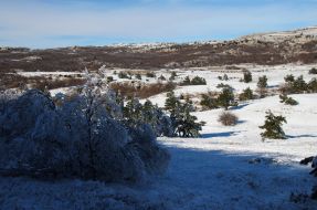 Snow-bound pine-trees on the Ai-Petri mountain