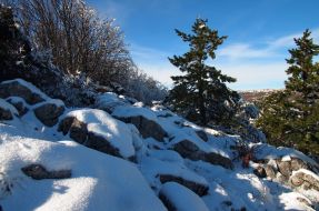 Snow-bound pine-trees on the Ai-Petri mountain