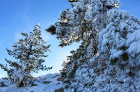 Snow-bound pine-trees on the Ai-Petri mountain