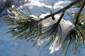 Snow-bound pine-trees on the Ai-Petri mountain