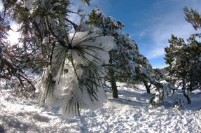 Snow-bound pine-trees on the Ai-Petri mountain
