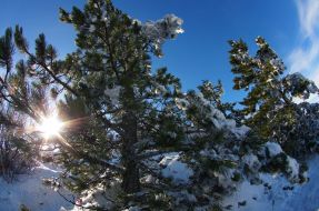 Snow-bound pine-trees on the Ai-Petri mountain