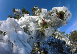 Snow-bound pine-trees on the Ai-Petri mountain