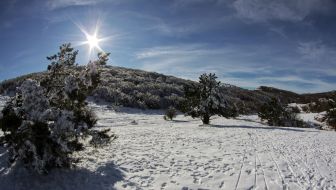 Snow-bound pine-trees on the Ai-Petri mountain