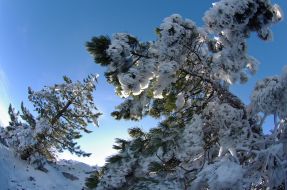 Snow-bound pine-trees on the Ai-Petri mountain