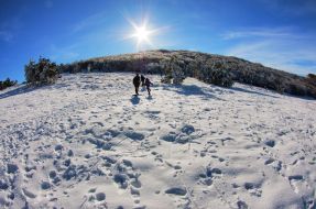 Snow-bound pine-trees on the Ai-Petri mountain