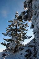 Snow-bound pine-trees on the Ai-Petri mountain