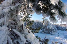 Snow-bound pine-trees on the Ai-Petri mountain