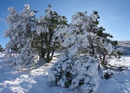 Snow-bound pine-trees on the Ai-Petri mountain