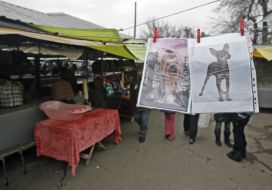 Placards with representing dogs