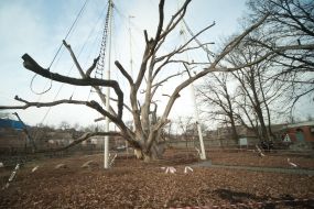 700-years-old oak in Zaporozhye