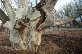 700-years-old oak in Zaporozhye