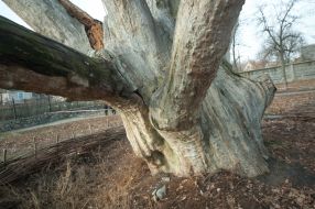 700-years-old oak in Zaporozhye