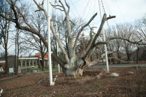 700-years-old oak in Zaporozhye