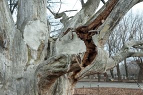 700-years-old oak in Zaporozhye