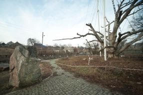 700-years-old oak in Zaporozhye