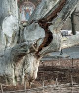 700-years-old oak in Zaporozhye