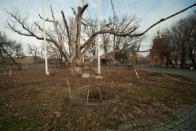 700-years-old oak in Zaporozhye