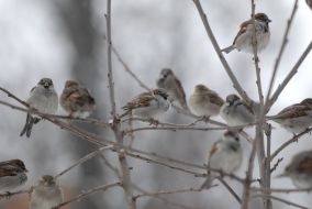 Sparrows