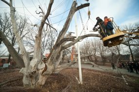 Workers saw off branches of the tree