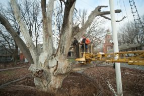 Workers saw off branches of the tree