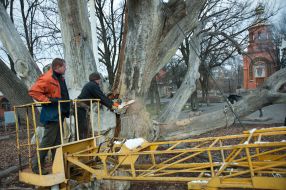 Workers saw off branches of the tree