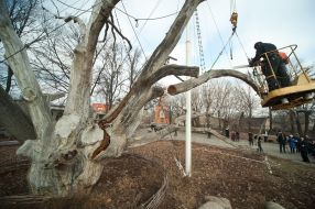Workers saw off branches of the tree