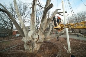 Workers saw off branches of the tree