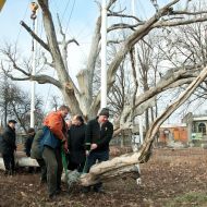 Workers carry a branch of the tree