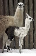 Lamas