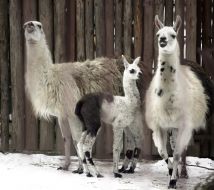 Lamas