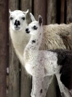 Lamas