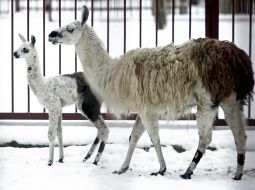 Lamas