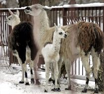 Lamas
