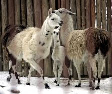 Lamas