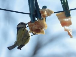 A blue titmouse pecks fat