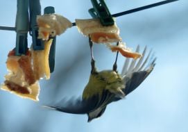 A blue titmouse pecks fat