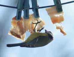 A blue titmouse pecks fat