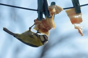 A blue titmouse pecks fat