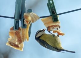 A blue titmouse pecks fat