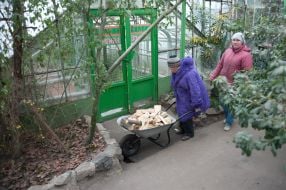 The workers of botanical garden carries firewoods