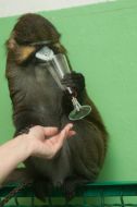 Monkey Chip drinks wine