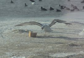 Gull