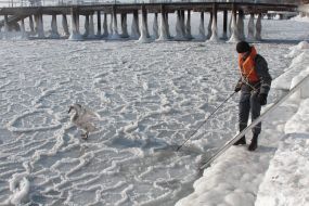 The employee of ministry emergency of measures catches a swan