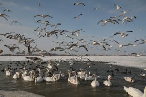 Gulls, swans and ducks on a lake Sasyk-Sivash