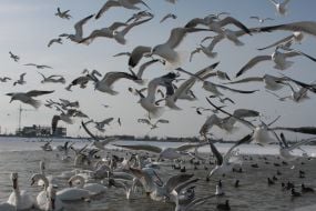 Gulls, swans and ducks on a lake Sasyk-Sivash