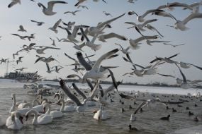 Gulls, swans and ducks on a lake Sasyk-Sivash