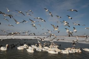 Gulls, swans and ducks on a lake Sasyk-Sivash