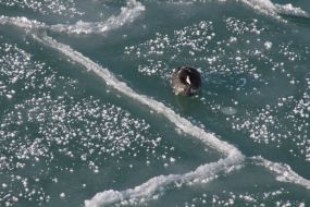 Swan on ice