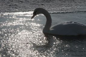 Swans